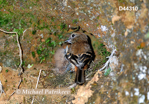 Blue-billed Black Tyrant (Knipolegus cyanirostris)